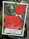 ROSE KARDINAL BARE ROOT