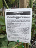 ROSE KARDINAL BARE ROOT