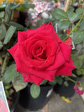 ROSE KARDINAL BARE ROOT