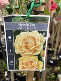 ROSE VALENCIA 20CM 