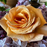 ROSE VALENCIA 20CM 
