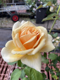 ROSE VALENCIA 20CM 