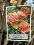 ROSA FRAGRANT CLOUD 20CM