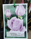 ROSE BLUE MOON 20CM