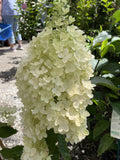 HYDRANGEA PANICULATA GRANDIFLORA 20CM
