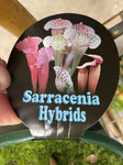 SARRACENIA 10CM