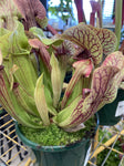 SARRACENIA 10CM