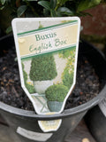 BUXUS SEMPERVIRENS 20CM