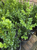 BUXUS SEMPERVIRENS 20CM