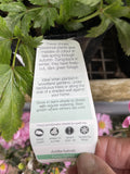 ASTILBE 14CM