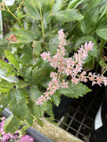ASTILBE 14CM