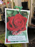 ROSE PAPA MEILLAND 20CM 