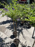 DURANTA REPENS GEISHA GIRL STANDARD 20CM