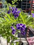 DURANTA REPENS GEISHA GIRL STANDARD 20CM