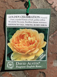 ROSE DAVID AUSTIN GOLDEN CELEBRATION 20CM 