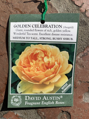ROSE DAVID AUSTIN GOLDEN CELEBRATION 20CM 