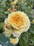 ROSE DAVID AUSTIN GOLDEN CELEBRATION 20CM 