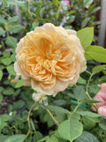 ROSE DAVID AUSTIN GOLDEN CELEBRATION 20CM 