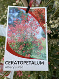 CERATOPETALUM GUMMIFERUM 20CM