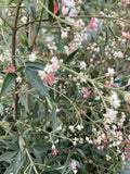 CERATOPETALUM GUMMIFERUM 20CM