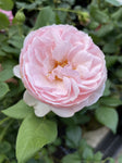 ROSA DAVID AUSTIN HERITAGE 20CM 