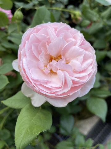 ROSA DAVID AUSTIN HERITAGE 20CM 