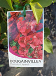 BOUGAINVILLEA CRIMSON JEWEL 20CM