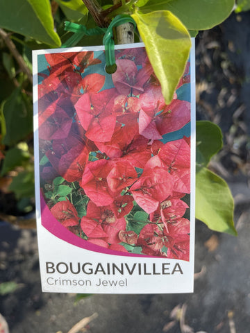 BOUGAINVILLEA CRIMSON JEWEL 20CM