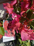 BOUGAINVILLEA CRIMSON JEWEL 20CM