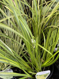 ACORUS GRAMINEUS OGON 14CM