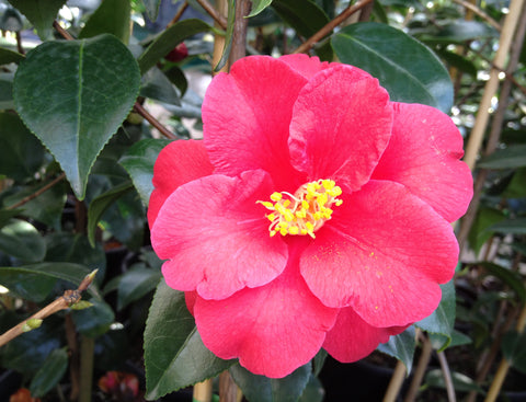 CAMELLIA MOSHIO 20CM