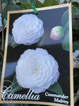 CAMELLIA COMMANDER MULROY 20CM