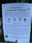 CAMELLIA COMMANDER MULROY 20CM