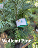 WOLLEMI PINE 20CM