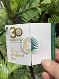 WOLLEMI PINE 20CM