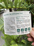 WOLLEMI PINE 20CM