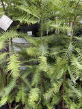 WOLLEMI PINE 20CM