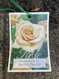 ROSA APRICOT NECTAR 20CM