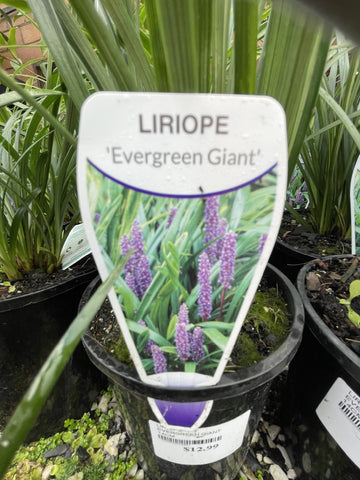 LIRIOPE EVERGREEN GIANT 17CM