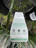 LIRIOPE EVERGREEN GIANT 17CM