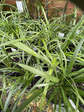 LIRIOPE EVERGREEN GIANT 17CM
