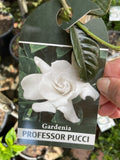 GARDENIA PROFESSOR PUCCI STANDARD 20CM