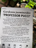 GARDENIA PROFESSOR PUCCI STANDARD 20CM
