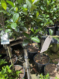 GARDENIA PROFESSOR PUCCI STANDARD 20CM