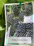 MARIONBERRY 15CM