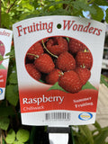 RASPBERRY CHILLIWACK 15CM 