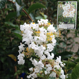 LAGERSTROEMIA CREPE MYRTLE NATCHEZ 25CM 