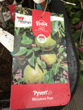 PEAR TRIXZIE PYVERT MINIATURE 25CM 