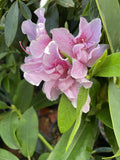 AZALEA STANDARD ALPHONSE ANDERSON 20CM