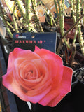 ROSA STANDARD REMEMBER ME 3FT 20CM 